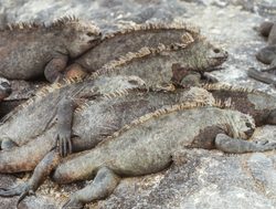 20210925155834 Hundred Islands National Park marine iguanas